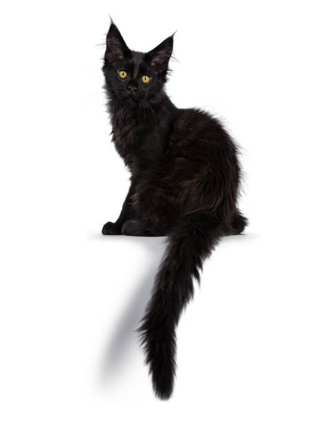 istock Cute solid black Maine Coon cat kitten, sitting side ways. Looking straight in lens with golden yellow eyes. Isolated on white background. Tail hanging down over edge. 1135359574