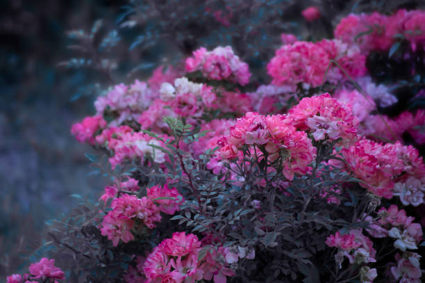istock Mysterious spring background with blooming rose flowers 1135359651