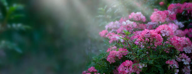 istock Mysterious spring banner with blooming rose flowers on blurred background 1135359671