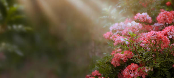 istock Mysterious spring banner with blooming rose flowers on blurred background 1135359673