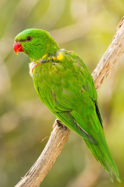 istock Nice green parrot in wild 1135359958