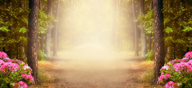 istock Fantasy summer panoramic photo background with pine tree forest and mysterious foggy trail 1135360056