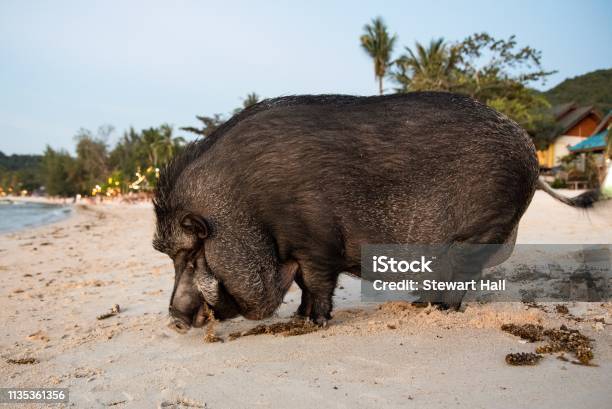 Hog Bay Stock Photo - Download Image Now - Animal, Food, Ham Hock
