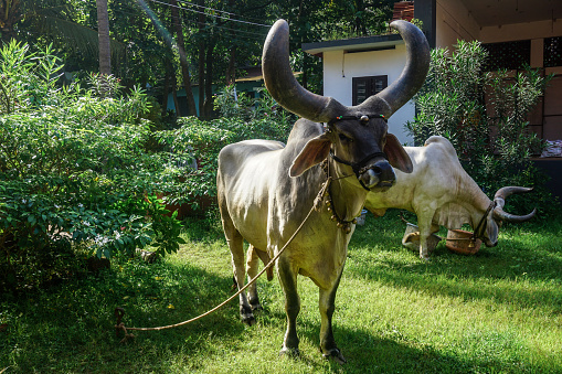 Banteng Dengan Tanduk Besar Bersandar Di Rumput Hijau Kerala India Foto Banteng Dengan Tanduk Besar Bersandar Di Rumput Hijau Kerala India Foto