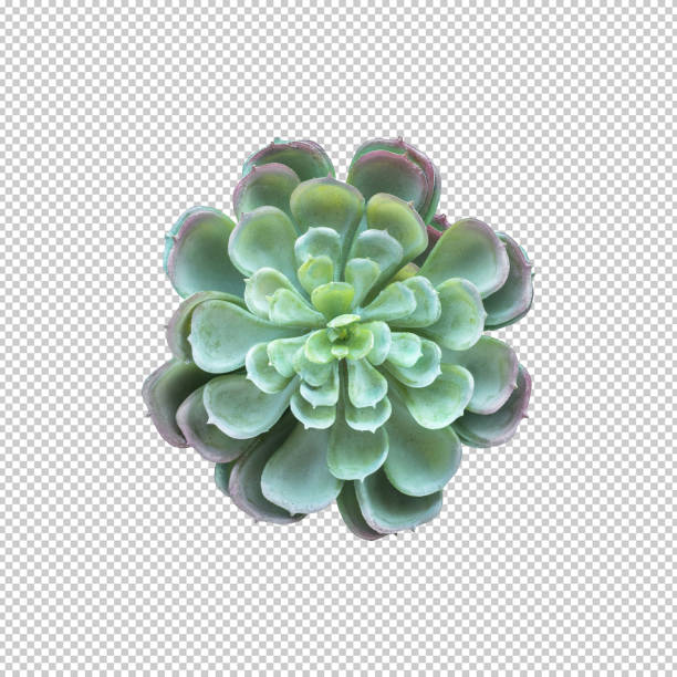 istock Succulent plant top view on white background.For decorative design 1135363852