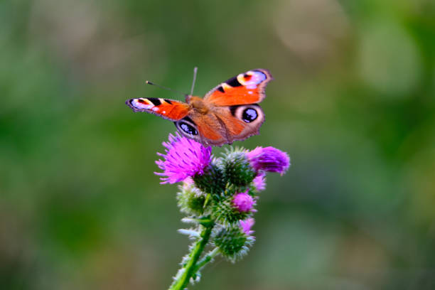 istock Large color butterfly closeup on grass background 1135363870