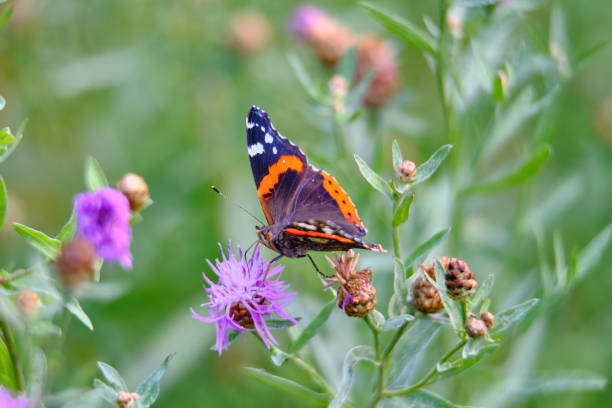 istock Large color butterfly closeup on grass background 1135363898