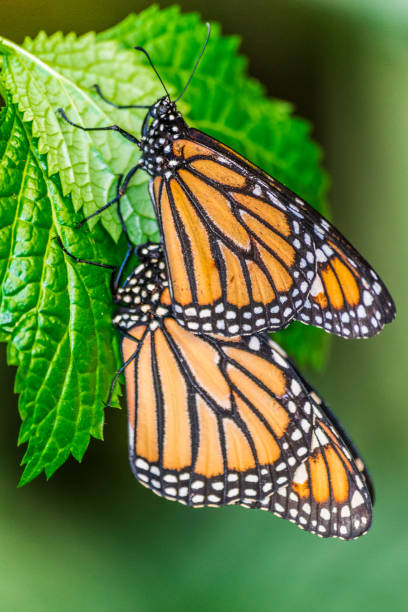 モナーク蝶 - butterfly monarch butterfly isolated flying ストックフォトと画像