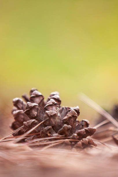 istock Pine cones with brown pine needles fallen on the ground in the forest in summer, blurred green background. 1135364237