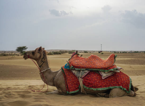 istock Camel in the desert in Rajasthan, India 1135364412