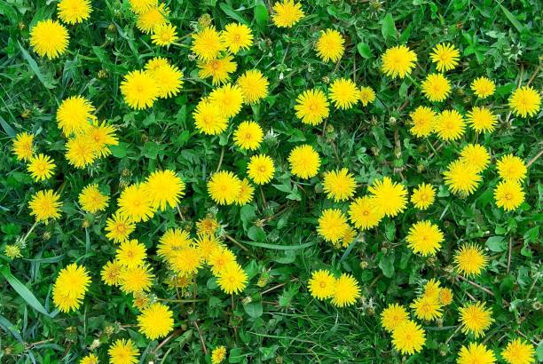istock glade with yellow dandelions 1135365339