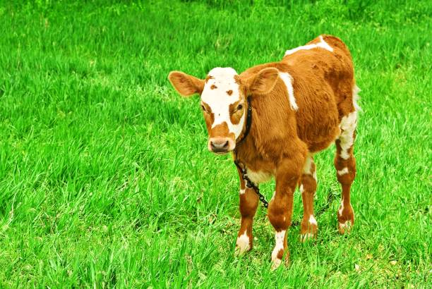 istock brown calf on a green pasture 1135365361