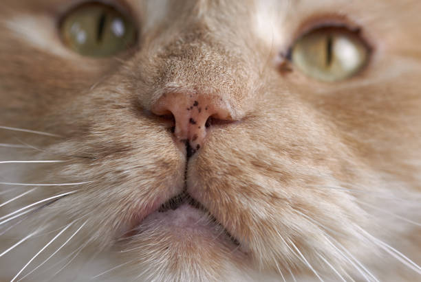 istock white creme Maine Coon cat close-up 1135365809