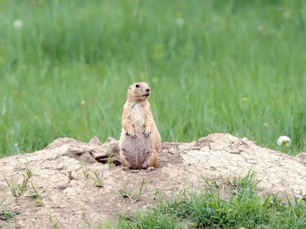 A prairie dog stands alert at the entrance to its burrow in western North Dakota.