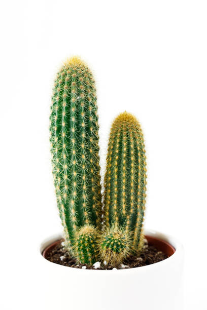 istock Cactus in a pot on an isolated white background.Minimalism concept 1135366898