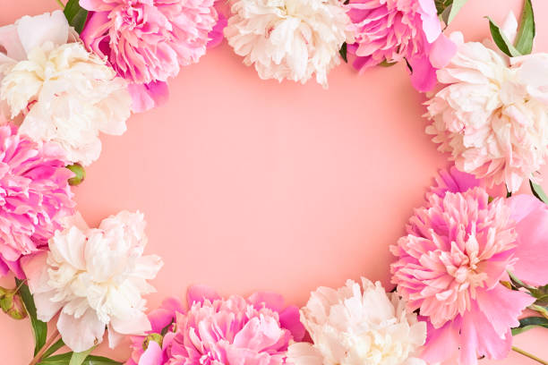 istock Flat lay composition with pink peonies on a pink background 1135366928