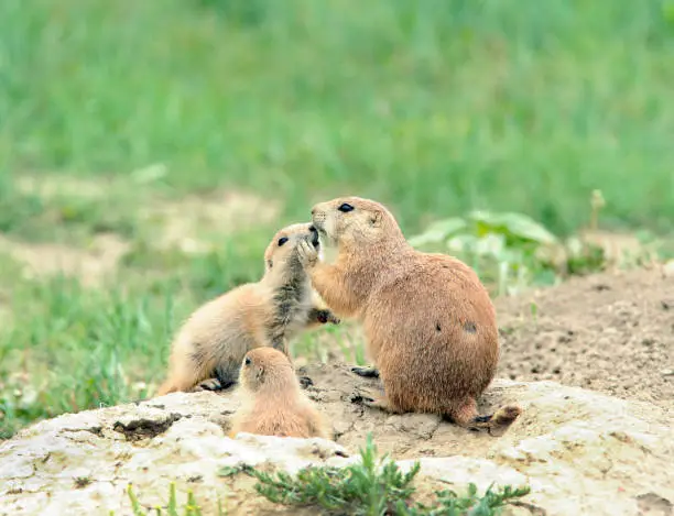 An adult prairie dog gives attention to one of its pups at the entrance to its den. A second pup peers from the den.