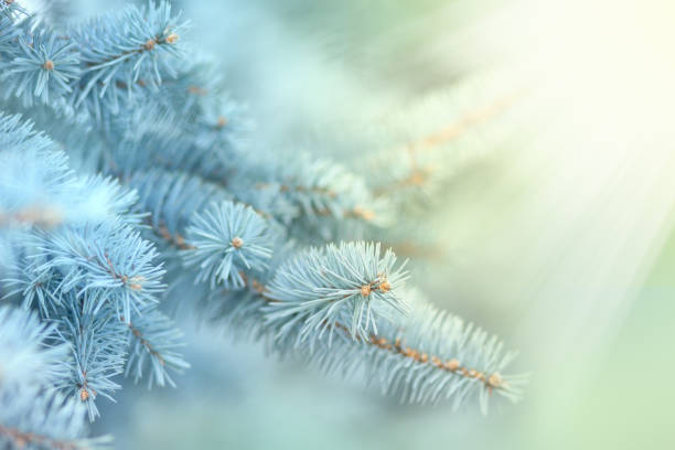 istock Fir-tree branch in sun lights outdoor 1135368289