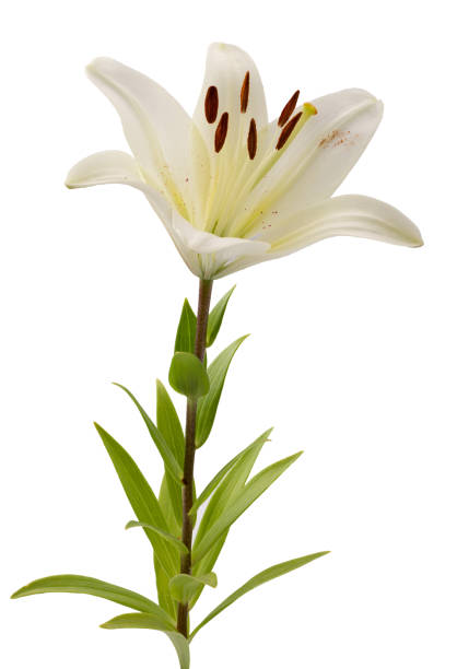 istock white flower isolated on a white background 1135368296