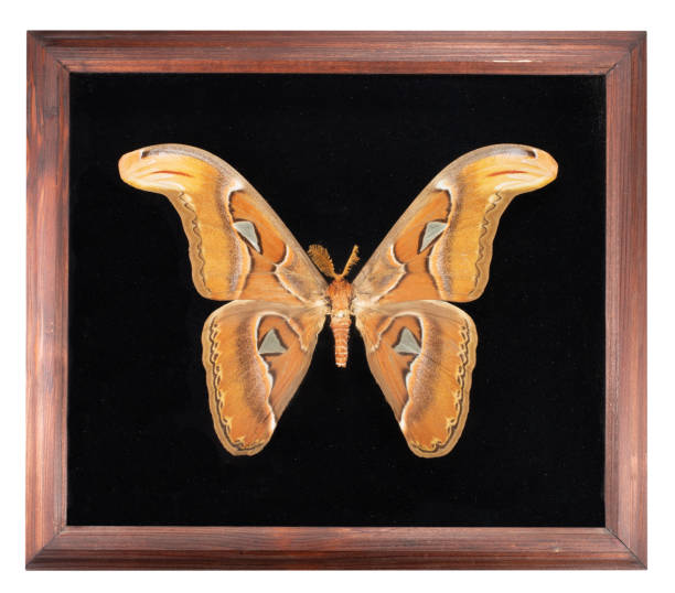 istock Butterfly attacus atlas in frame on black background 1135368455