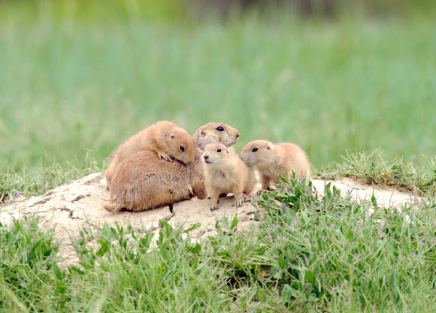 istock Prairie dog family 1135368487