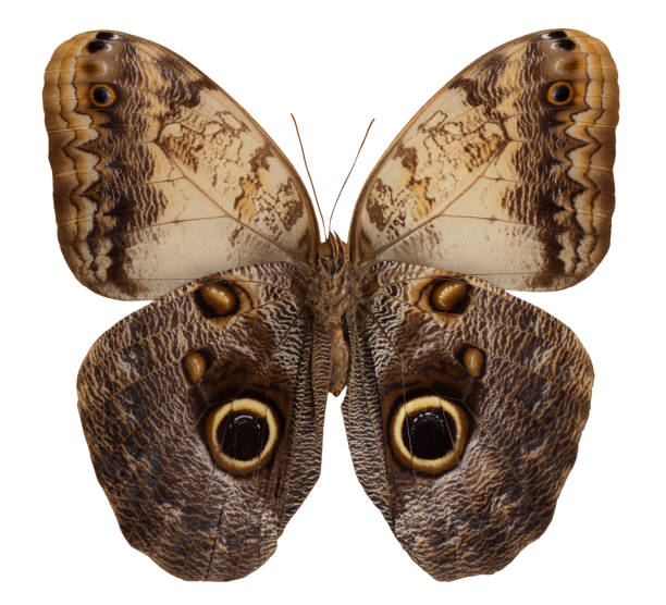 istock Butterfly caligo memnon isolated on white background 1135368490