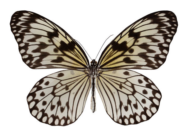 istock Butterfly idea leuconoe isolated on white background 1135368674