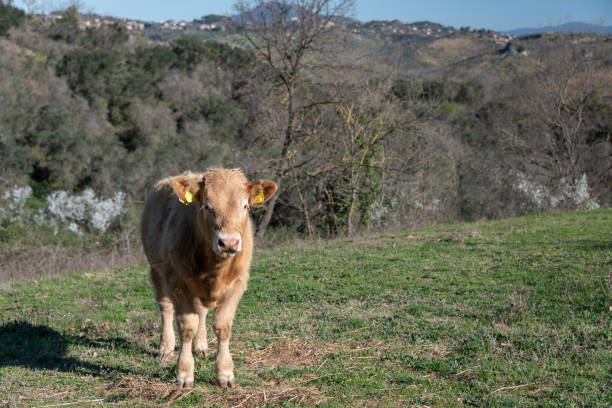 istock Free range livestock near Rome, Italy 1135369547