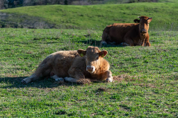 istock Free range livestock near Rome, Italy 1135369565