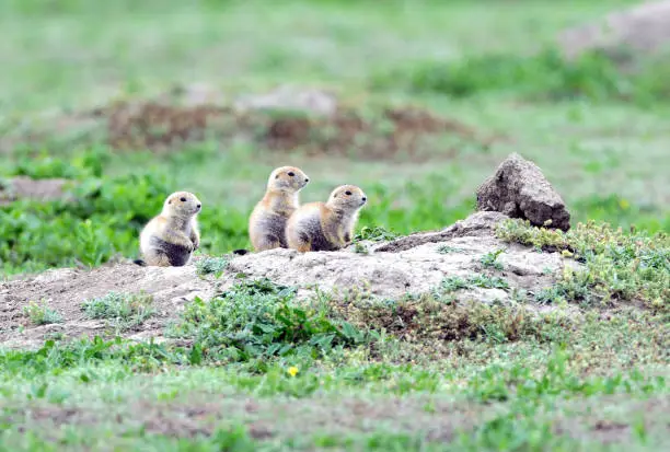 Prairie dog pups are alert and watchful at the entrance to their den.