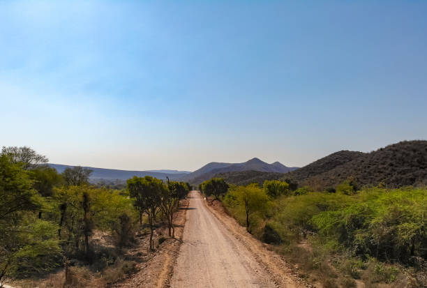 istock Dirt road through the forest 1135370840