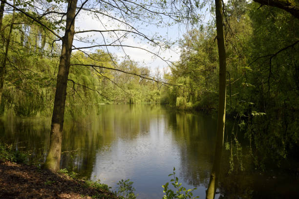 istock Forest lake in summer with green vegetation 1135370937