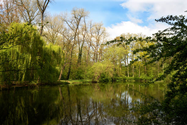 istock Rustic forest lake with green vegetation in summer 1135371082