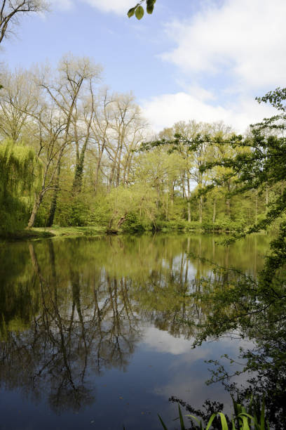 istock Forest lake in summer with green vegetation 1135371164