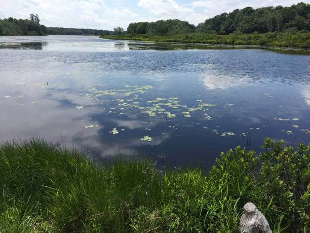 istock Lillies on the lake 1135373214