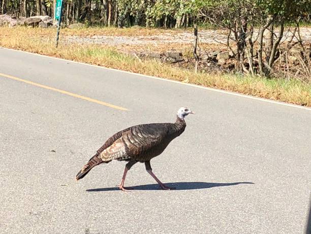 istock Why did the turkey cross the road? 1135373367