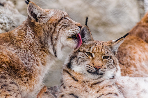 Eurasian lynx (Lynx lynx) cleaning other lynx with the tongue