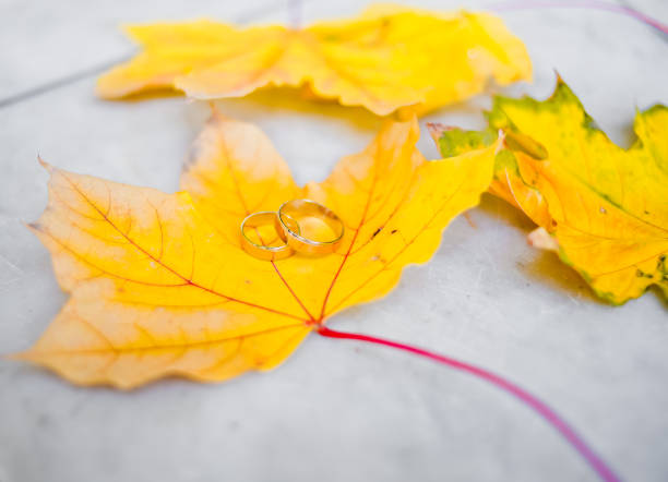 istock Golden wedding rings on autumn maple leaves 1135374859