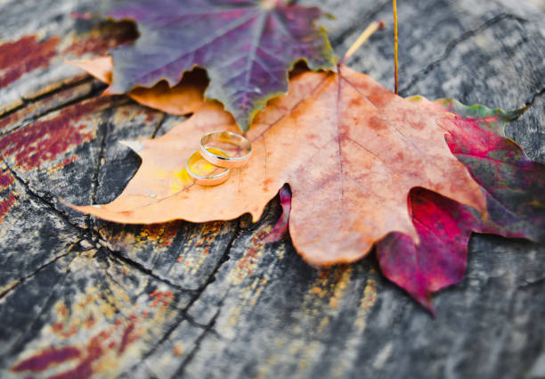 istock Golden wedding rings on autumn maple leaves 1135374877