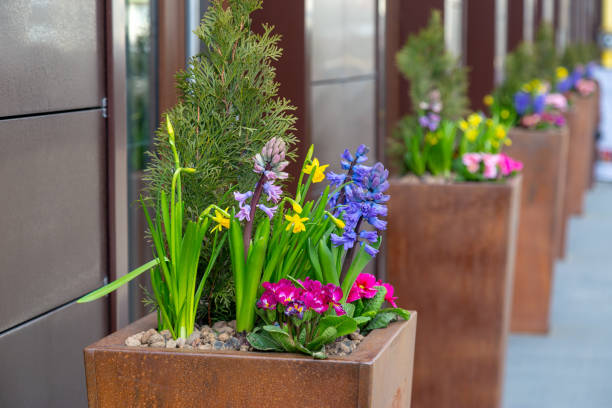 istock Spring flowers variety in the standing rusty pots outside 1135374938