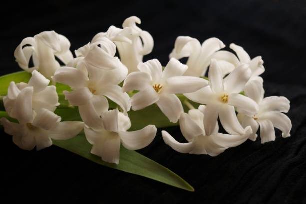 istock Background with flower  - beautiful white hyacinths 1135374991