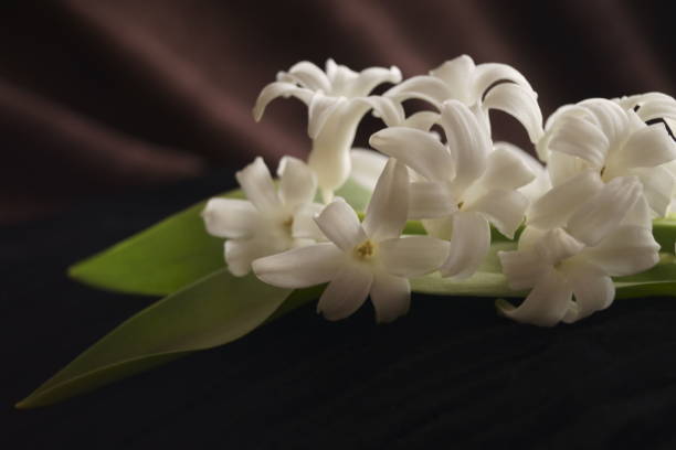 istock Background with flower  - beautiful white hyacinths 1135374998