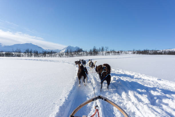 trineos tirados por perros en tromsø, noruega - tromso fjord winter mountain fotografías e imágenes de stock
