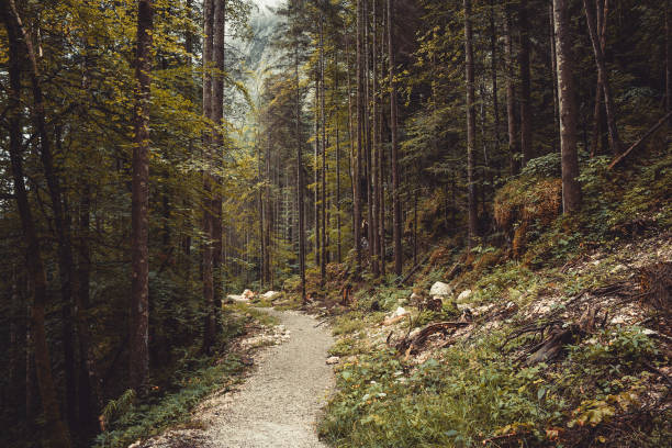 istock Walk in deep forest of Hallstatt, Austria, Europe 1135376330