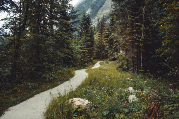 istock Walk in deep forest of Hallstatt, Austria, Europe 1135376377