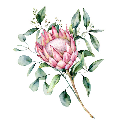 Watercolor protea bouquet with eucalyptus leaves. Hand painted pink flower with branch isolated on white background. Nature botanical illustration for design, print. Realistic delicate plant