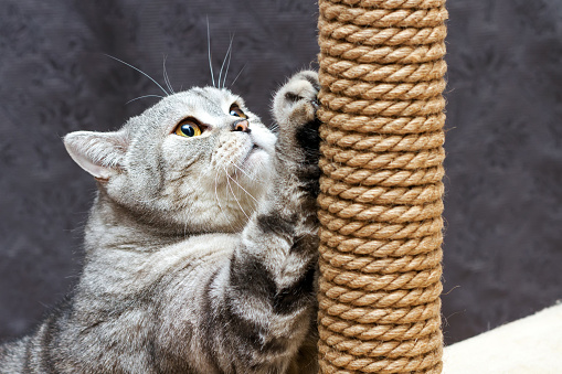 gris Shorthair escocés rayas gato rascarse un poste marrón photo