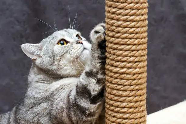 Photo of gray shorthair scottish striped cat scratching a brown post