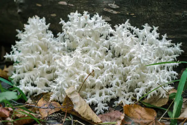 Hericium coralloides, coral tooth fungus, vulnerable on red data list. Edible white coral-like fungus growing in the forest