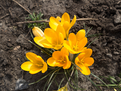 Yellow crocus flowers on a sunny day.